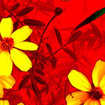 ddos攻击在哪能买到